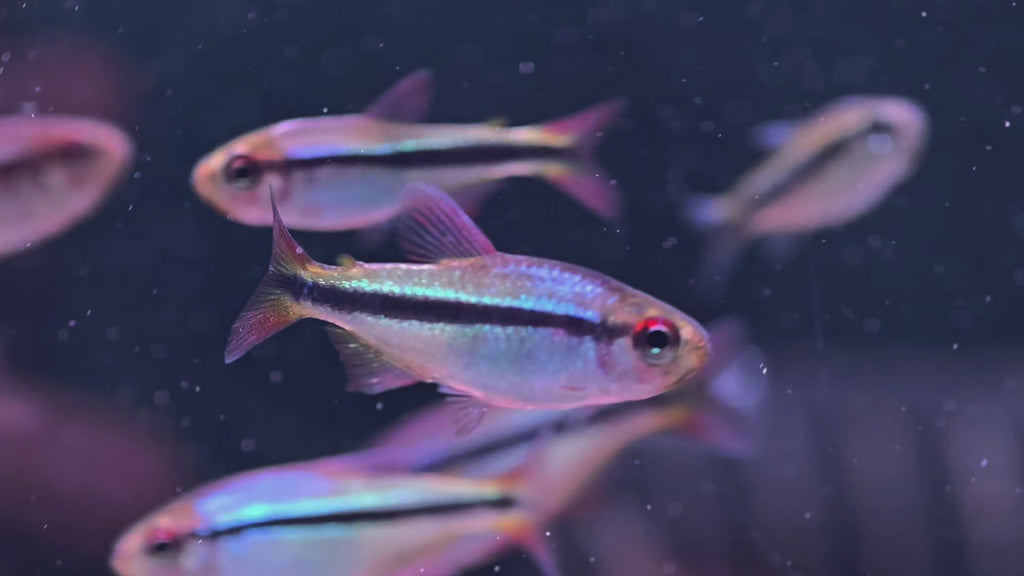超級彩虹藍帝燈野生魚群遊實拍 - 
AMAZONFISHWAY 魚道