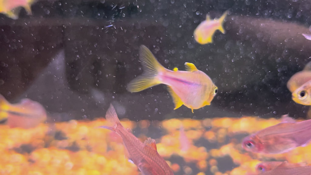 紫芯百合燈野生魚群遊實拍 -
AMAZONFISHWAY 魚道