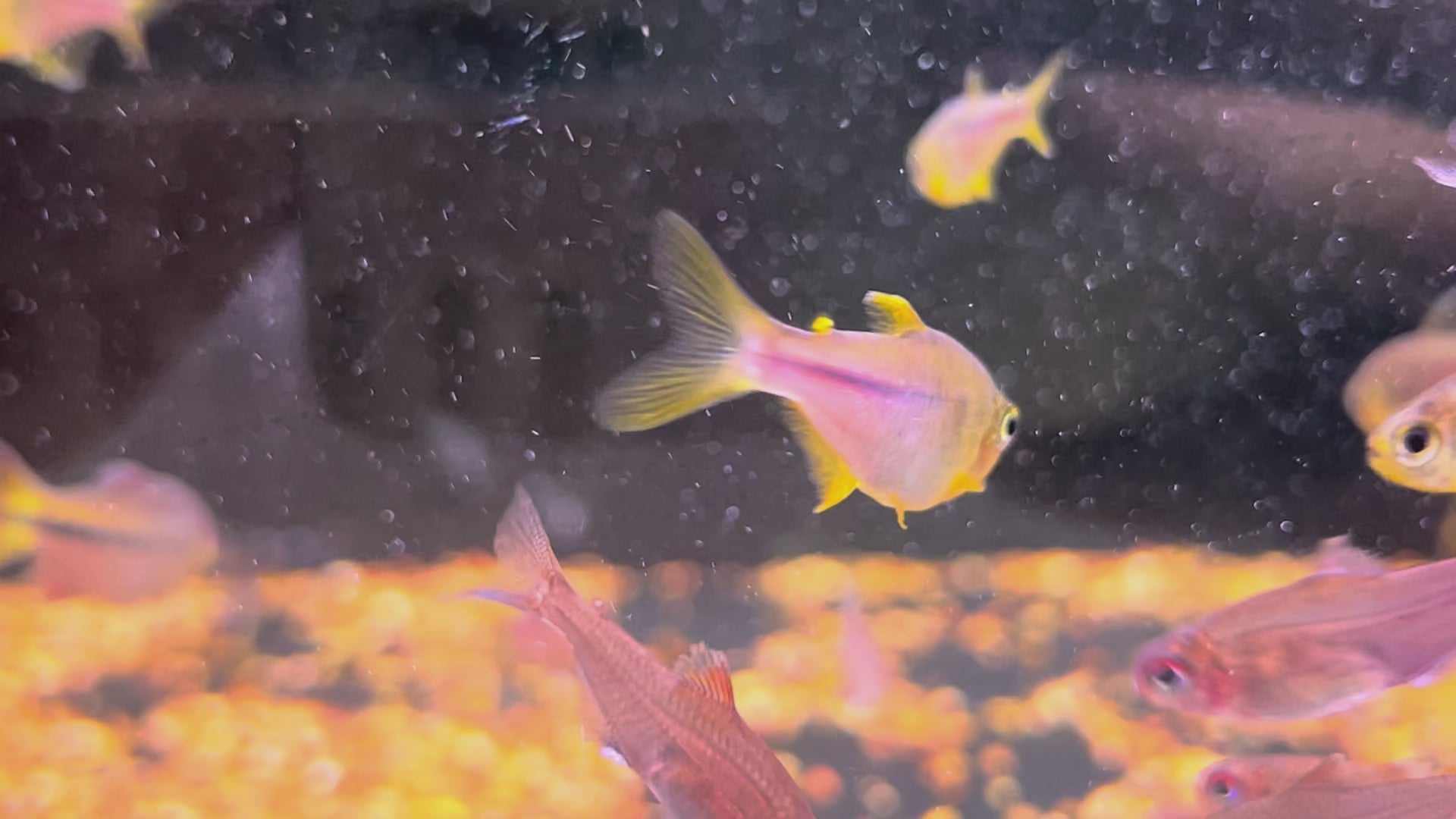 紫芯百合燈野生魚群遊實拍 -
AMAZONFISHWAY 魚道
