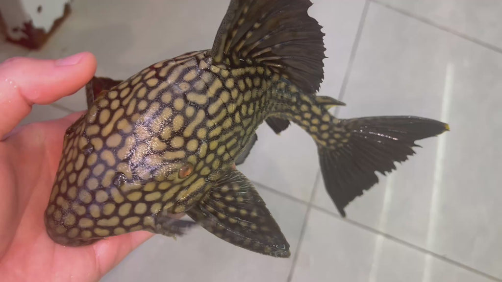 L330 鑽石皇冠豹 Panaque cf.nigrolineatus