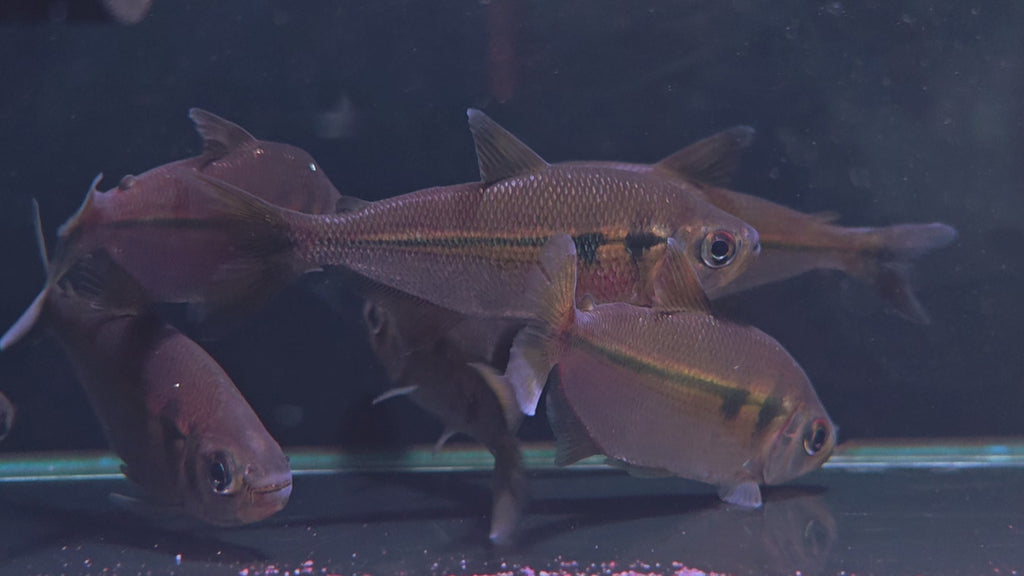 粉紅鑽石河虎野生魚魚道實拍 