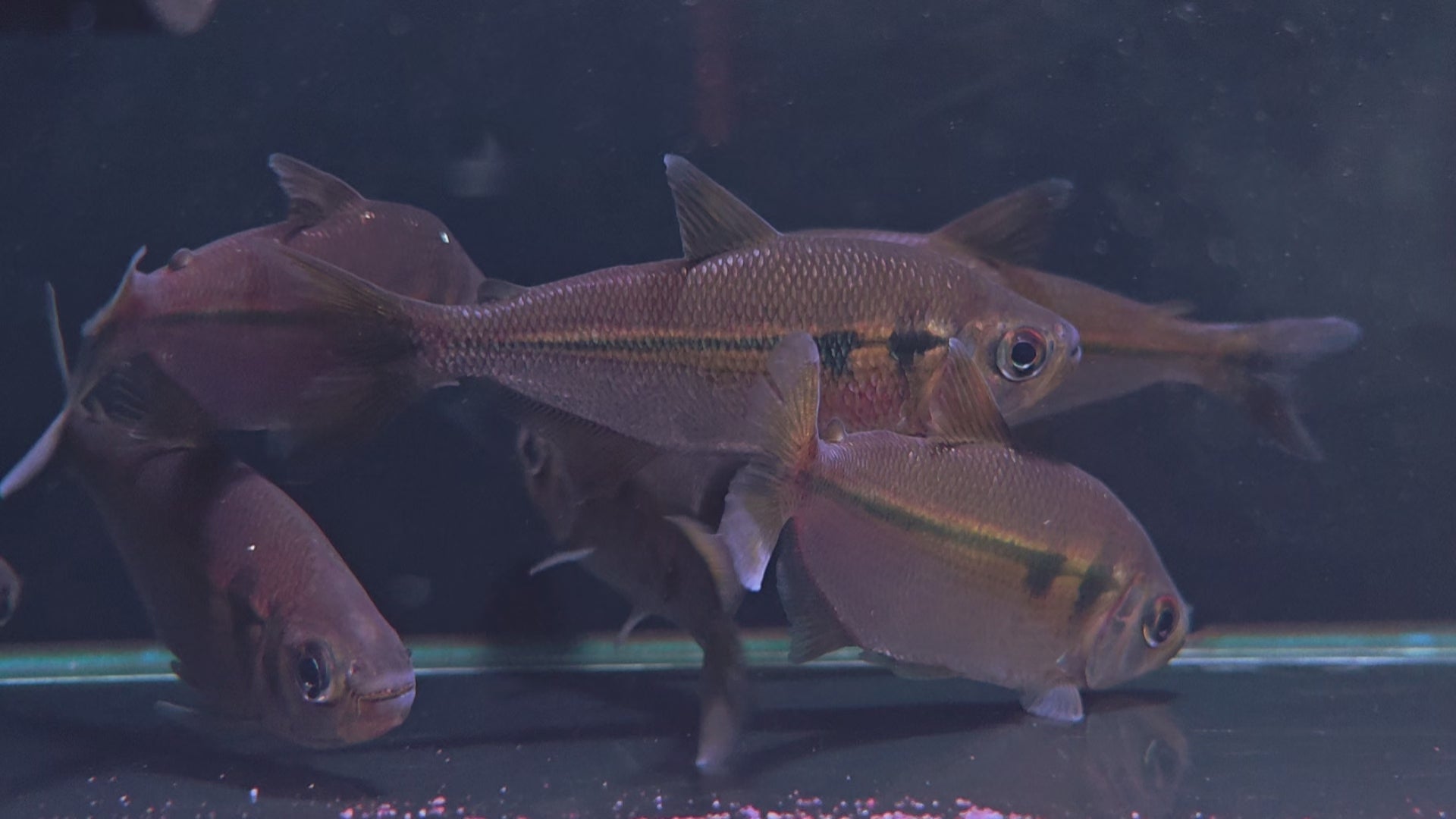 粉紅鑽石河虎野生魚魚道實拍 