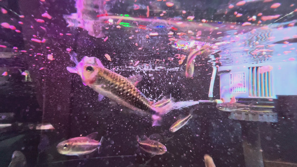 紫影彩虹可卡餵食實拍-
AMAZONFISHWAY 魚道