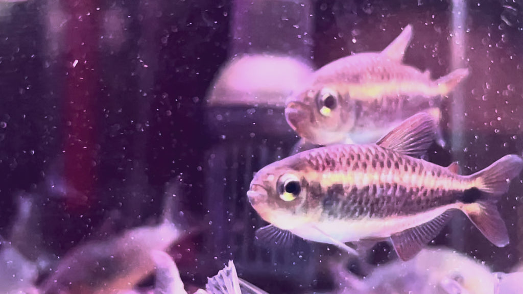 紫影彩虹可卡野生魚群遊實拍 -
AMAZONFISHWAY 魚道