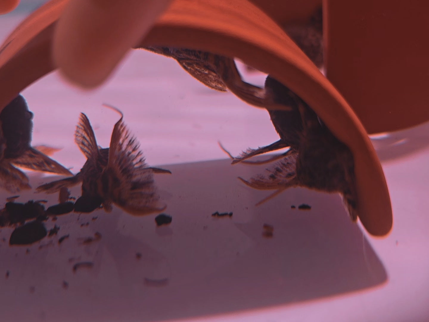 L273野生魚魚道實拍 