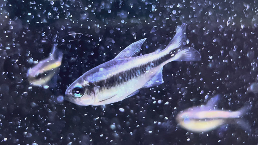 幻彩藍魔鬼燈野生魚群遊實拍 -
AMAZONFISHWAY 魚道