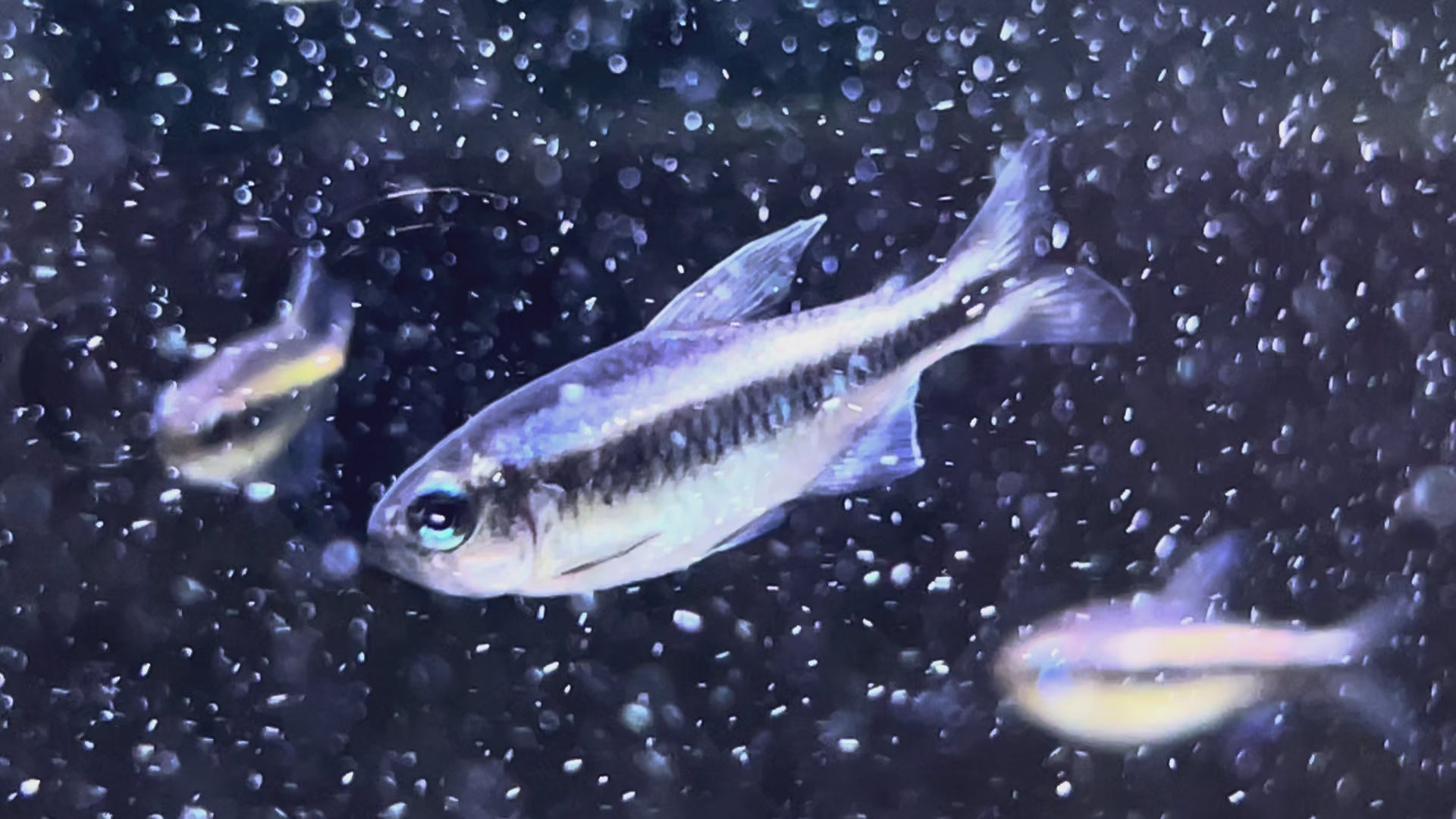 幻彩藍魔鬼燈野生魚群遊實拍 -
AMAZONFISHWAY 魚道