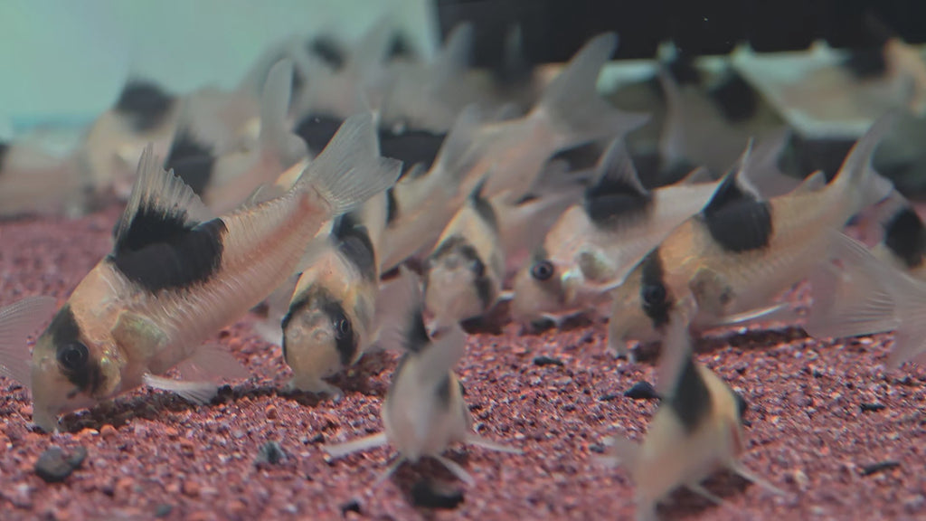 CW051 寬斑超級雙色鼠野生魚群餵食實拍 -
AMAZONFISHWAY 魚道