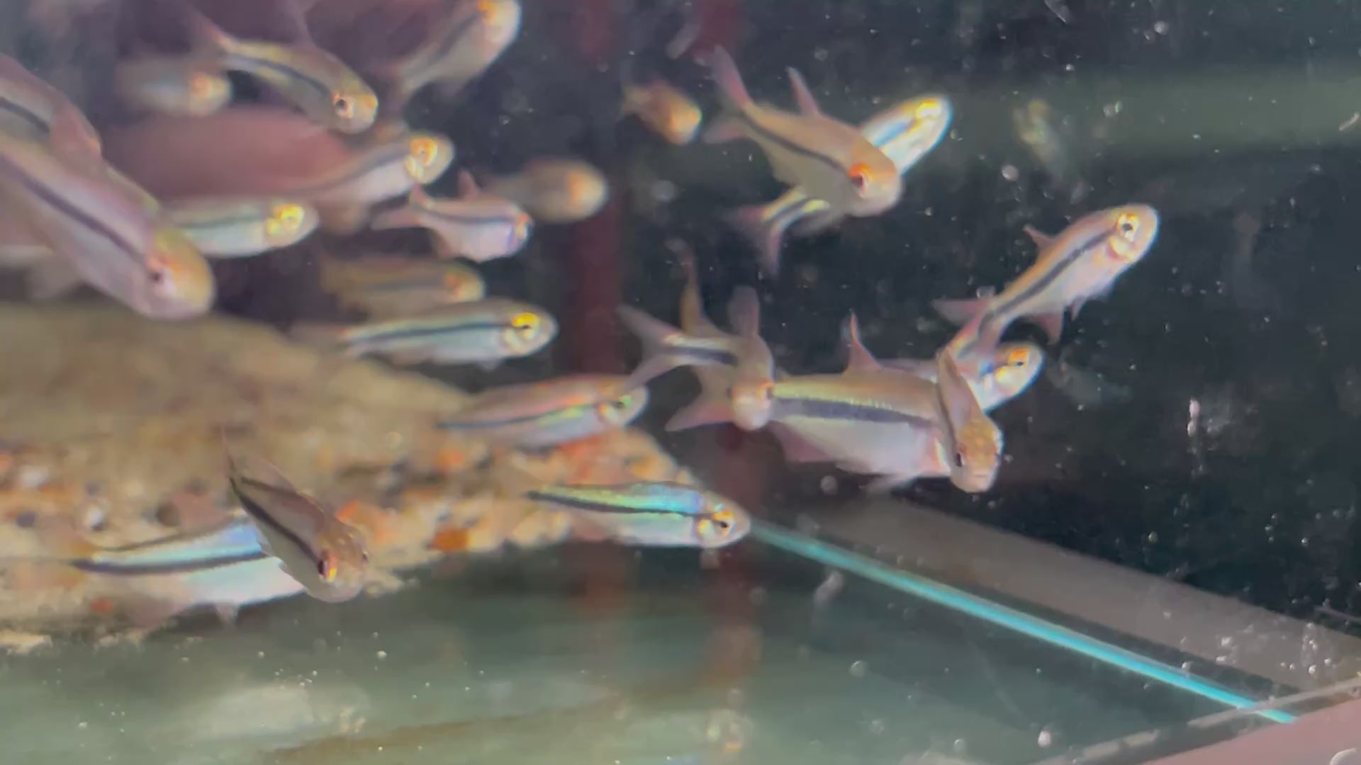 超級彩虹藍帝燈野生魚群遊實拍 - 
AMAZONFISHWAY 魚道