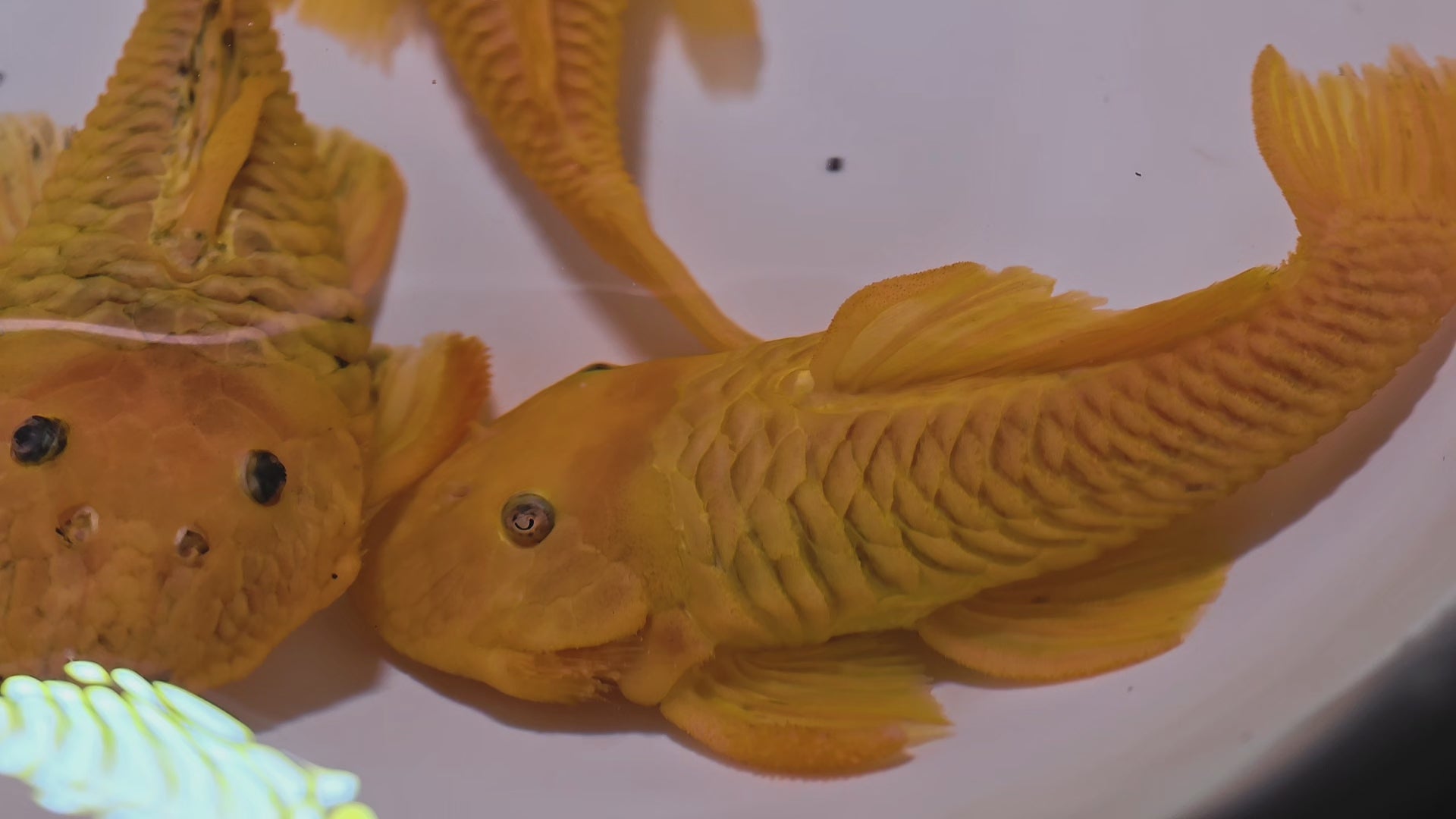 L056Y野生魚魚道實拍 