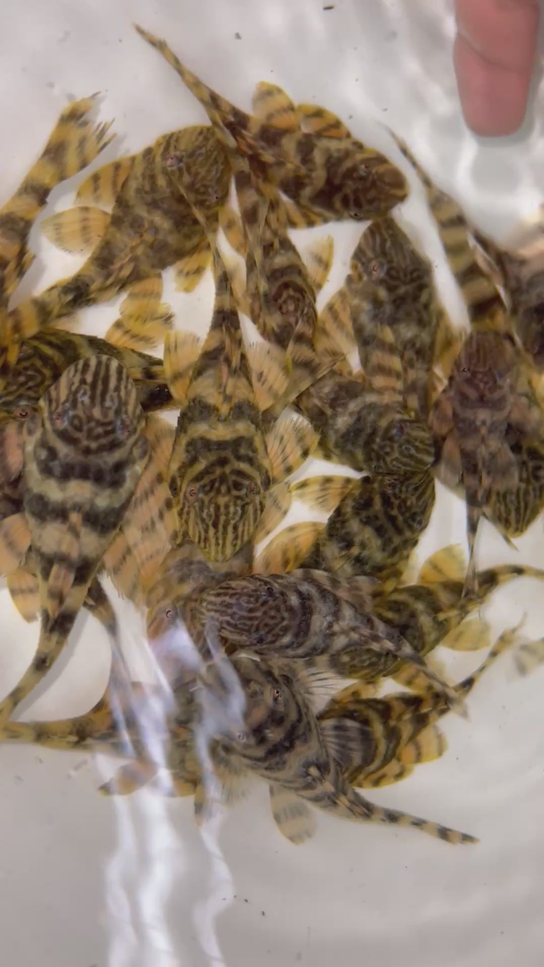 中金老虎野生魚群實拍 -
AMAZONFISHWAY 魚道