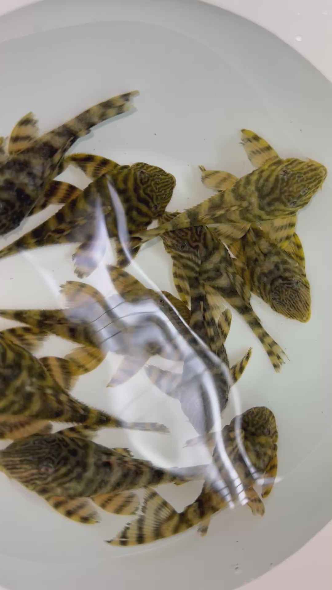 大金老虎野生魚群實拍 -
AMAZONFISHWAY 魚道