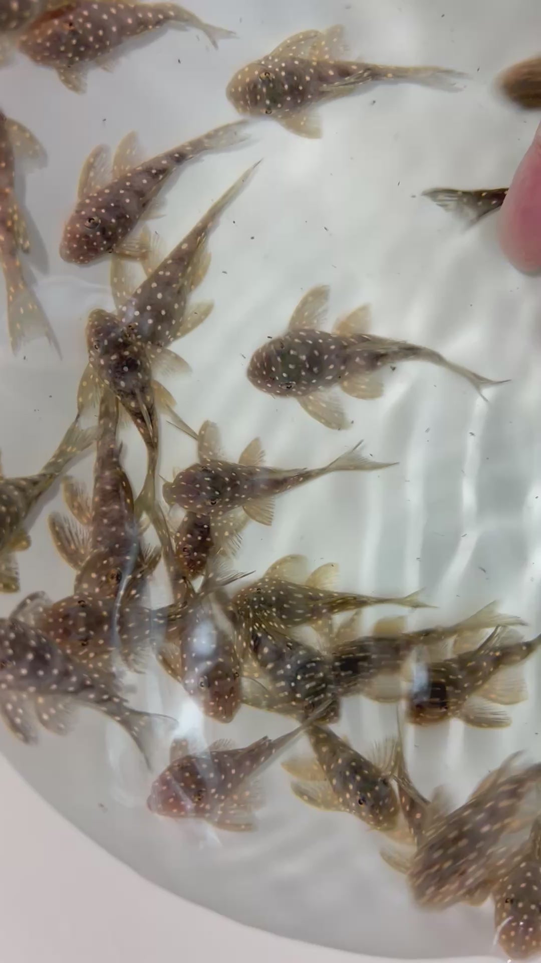 L005金點異型野生魚群實拍 -
AMAZONFISHWAY 魚道