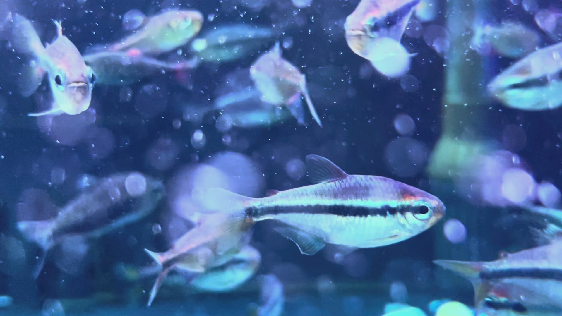 烈焰藍寶石燈野生魚群遊實拍 -
AMAZONFISHWAY 魚道