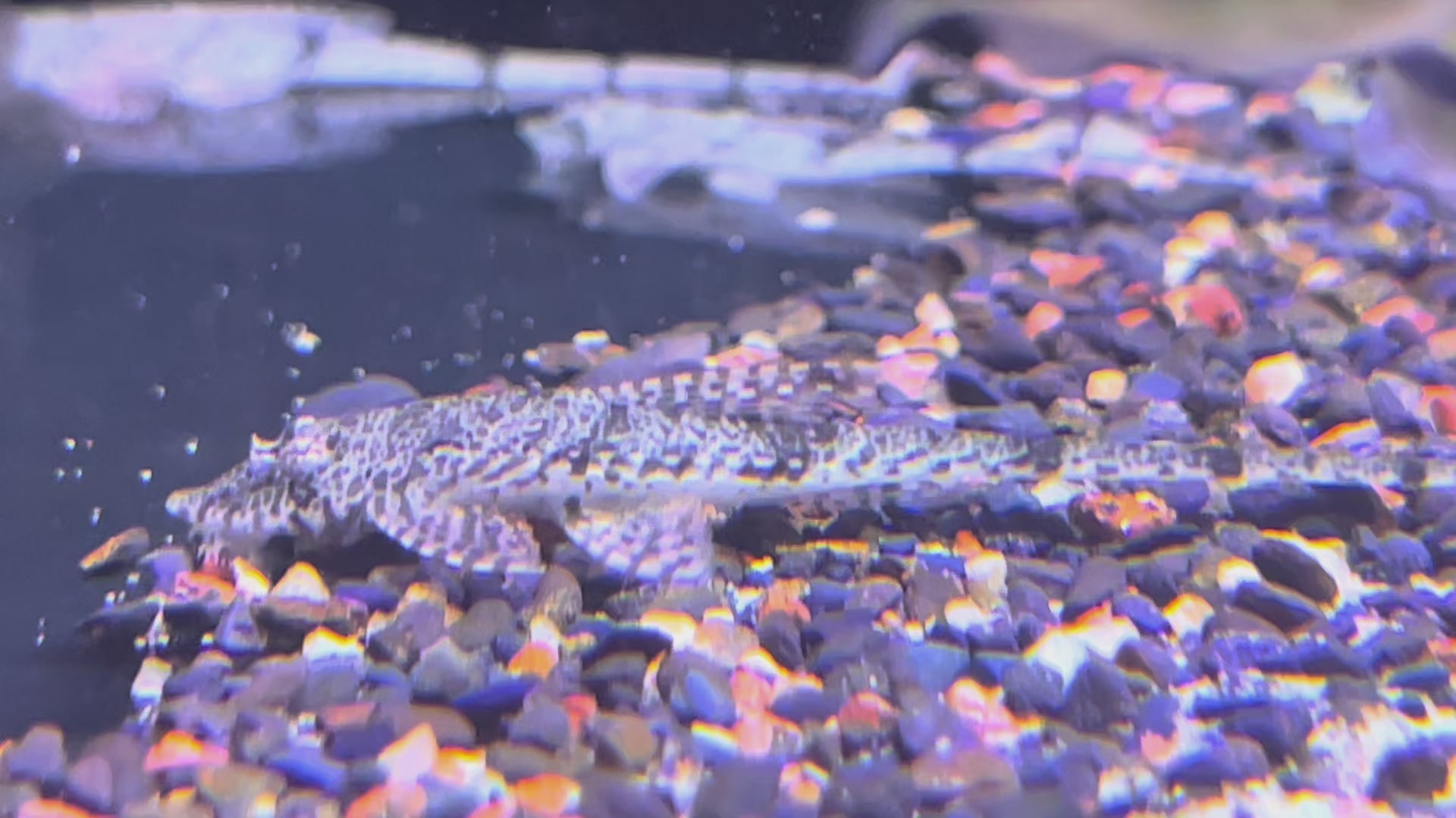白玉蝙蝠直升機野生魚群遊實拍 -
AMAZONFISHWAY 魚道