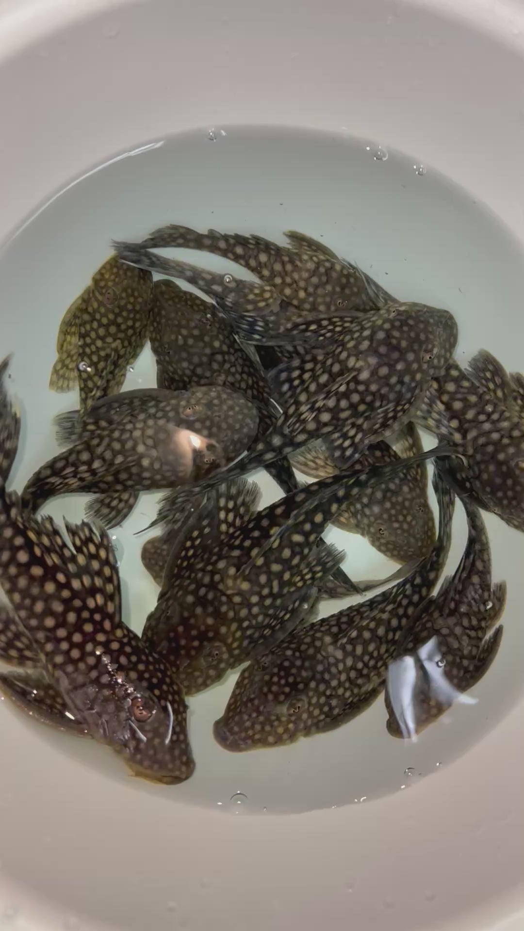 將軍珍珠野生魚群實拍 -
AMAZONFISHWAY 魚道