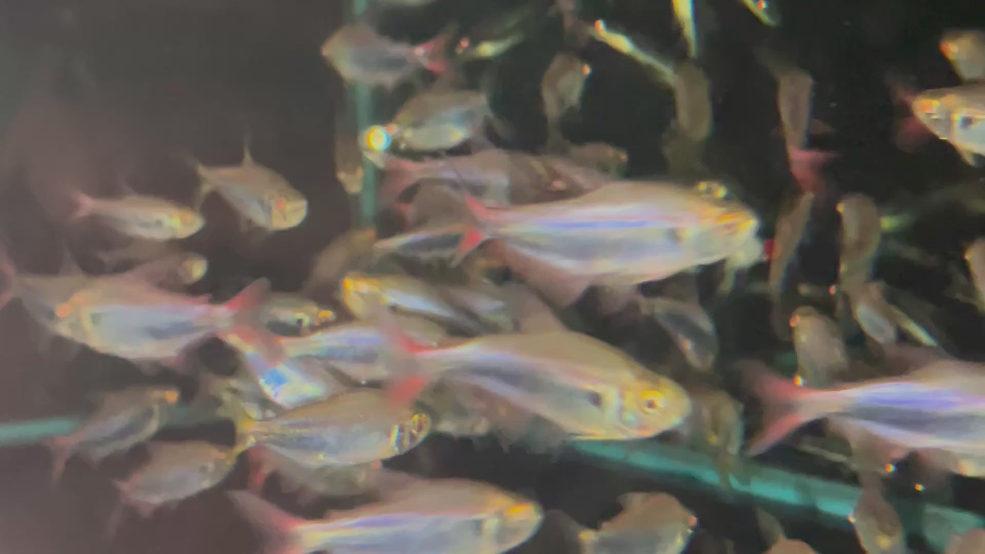 帝王藍燈野生魚群遊實拍 -
AMAZONFISHWAY 魚道