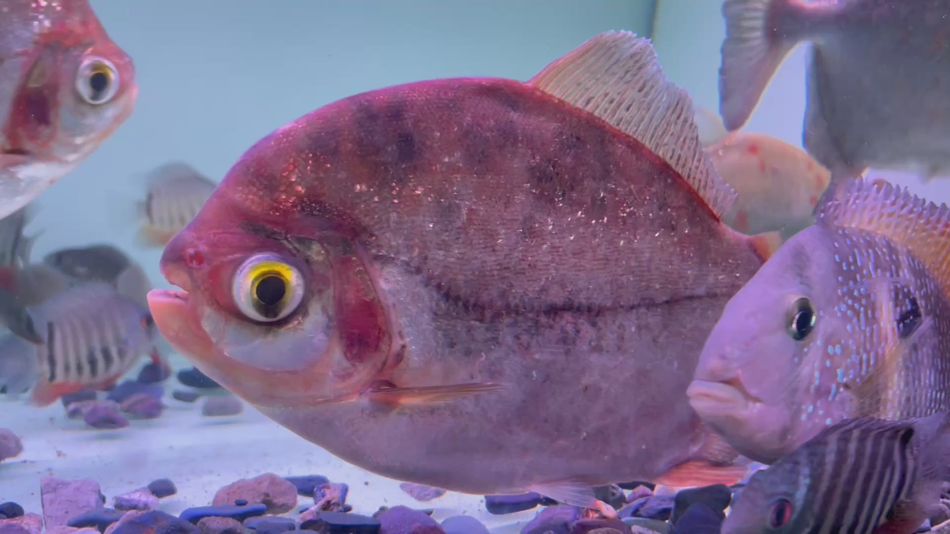 激巨銀板野生魚群遊實拍 -
AMAZONFISHWAY 魚道