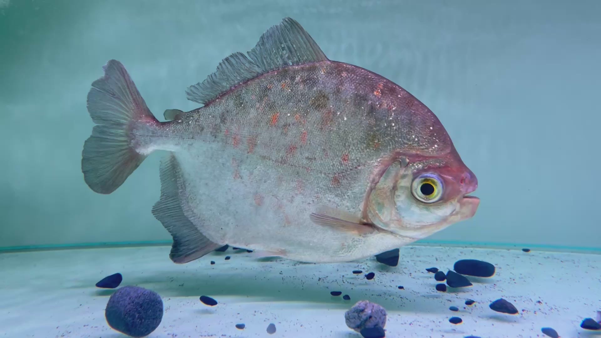 激巨銀板野生魚實拍 -
AMAZONFISHWAY 魚道
