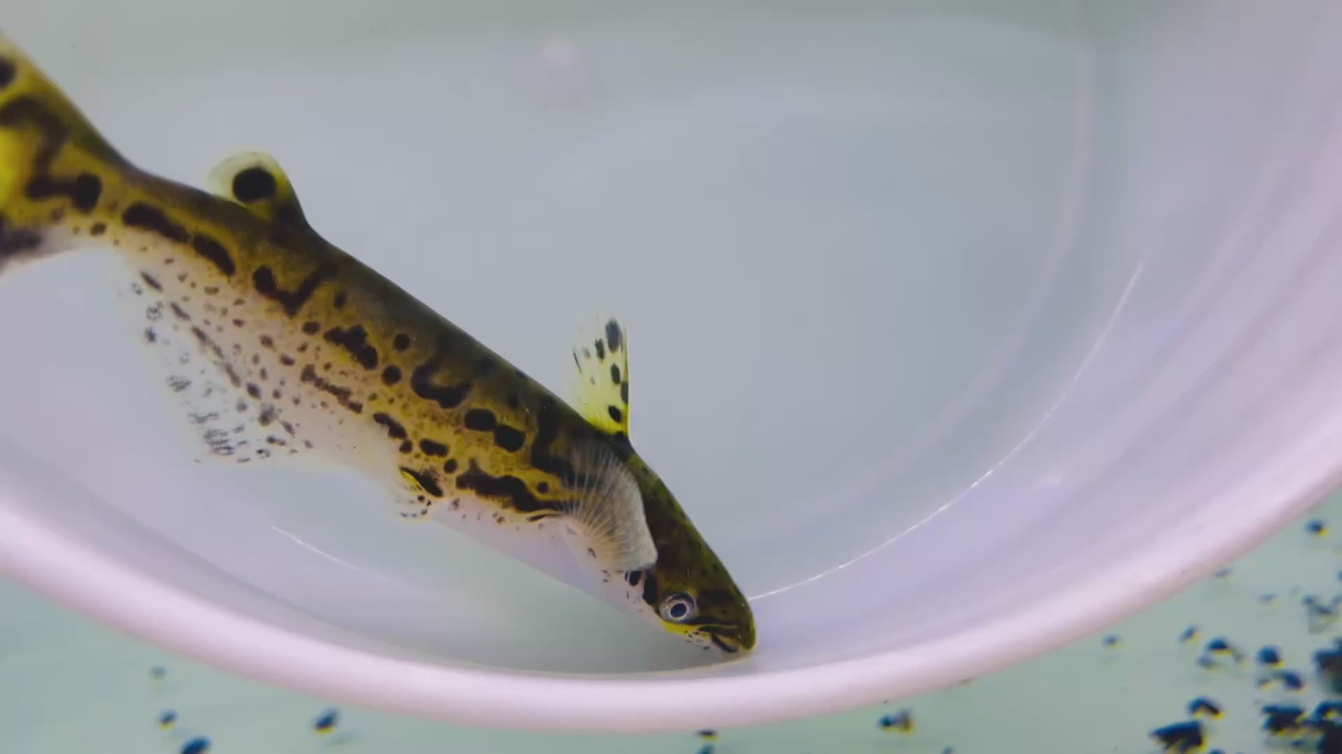 金帝王虎鯨