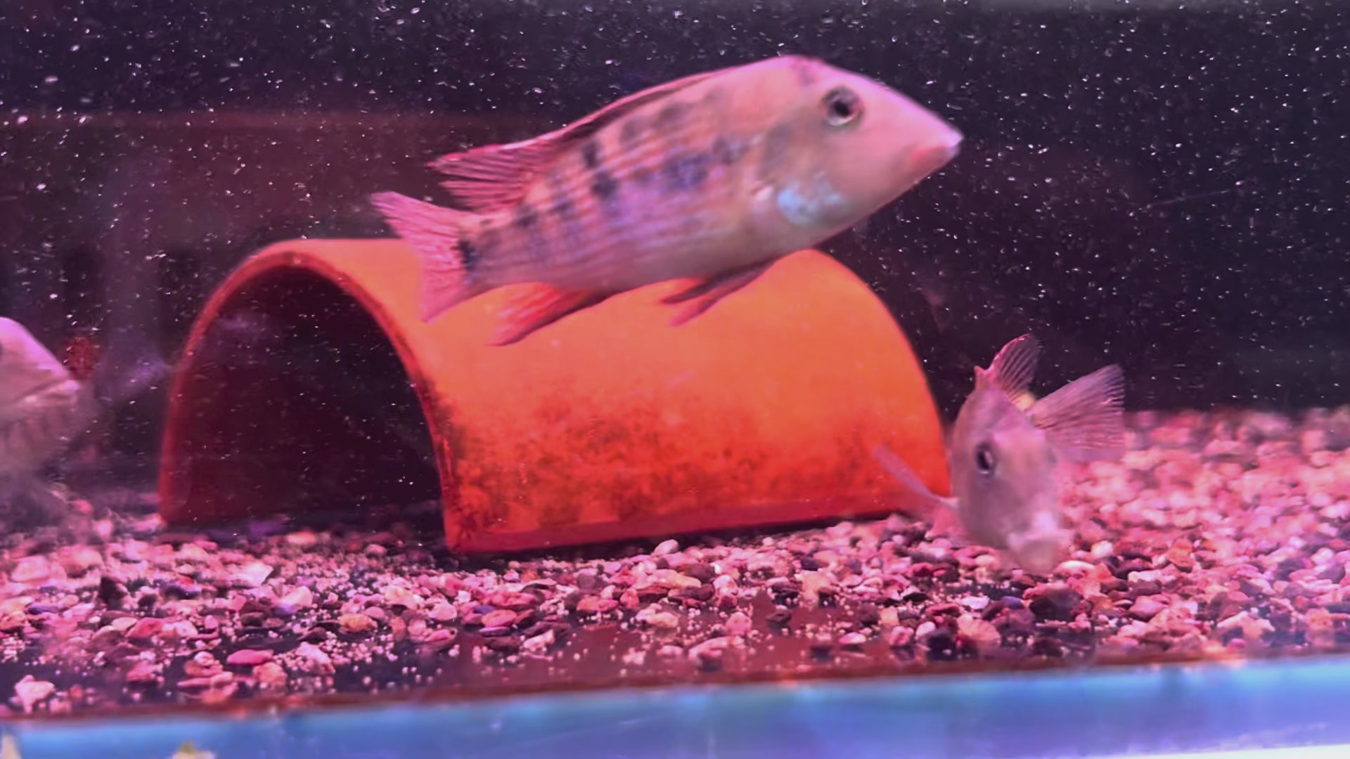 七彩牛頭鯛野生魚群遊實拍 -
AMAZONFISHWAY 魚道