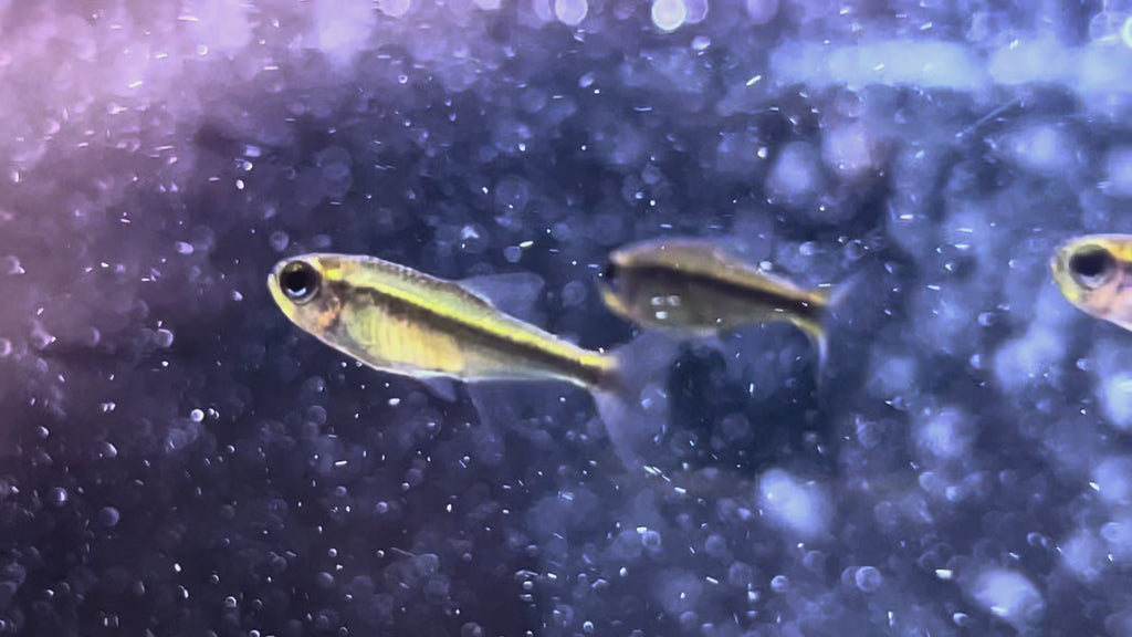 藍眼翠綠魔鬼燈野生魚群遊實拍 -
AMAZONFISHWAY 魚道
