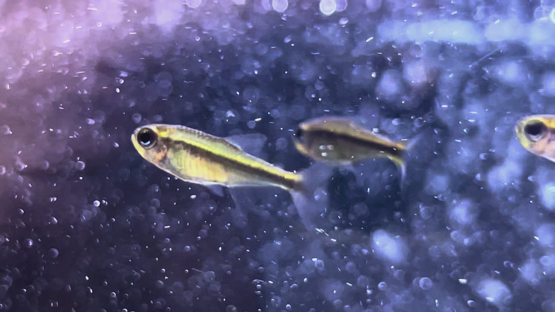 藍眼翠綠魔鬼燈野生魚群遊實拍 -
AMAZONFISHWAY 魚道