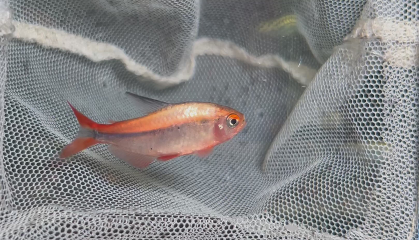 白金紅火蟻野生魚實拍 -
AMAZONFISHWAY 魚道