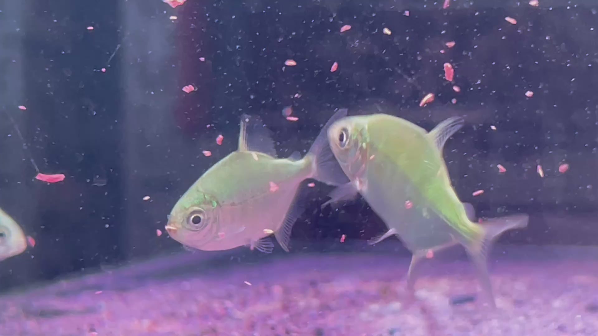 黃斑馬暴君巨鯧 野生魚魚道實拍 