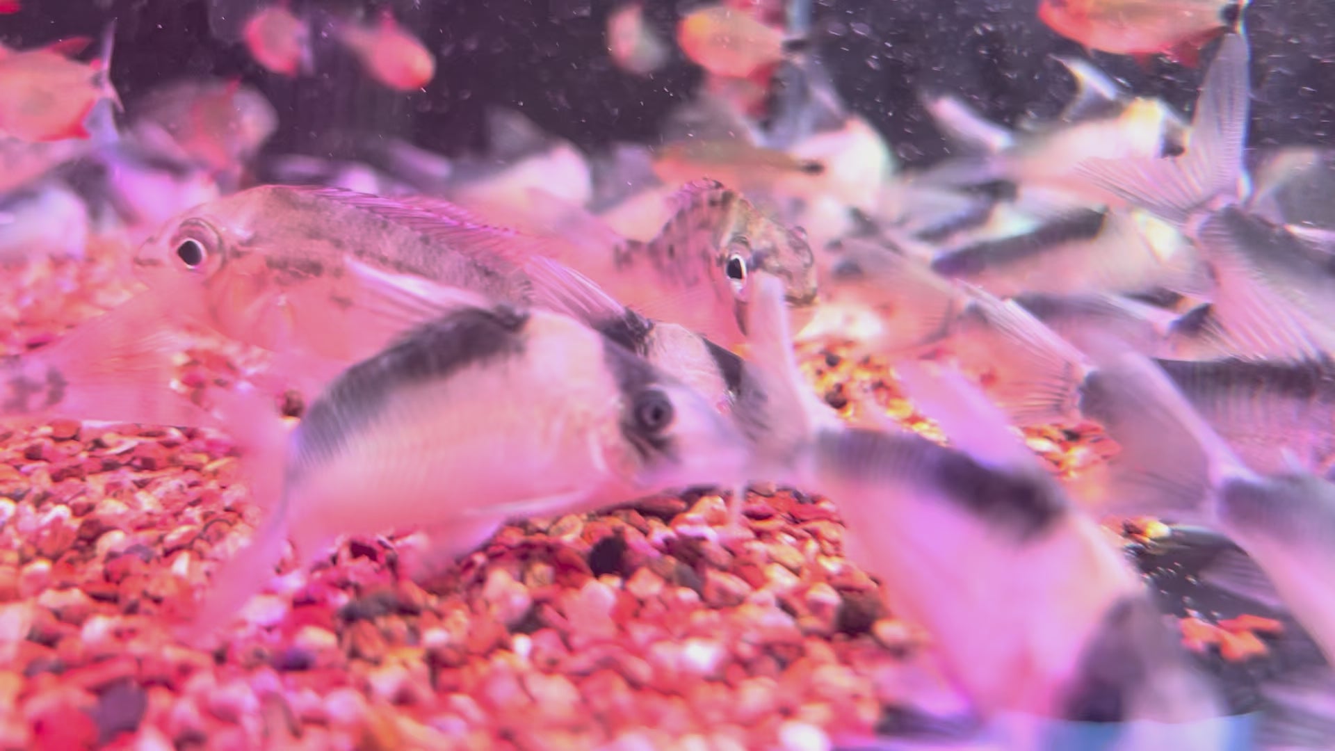 長吻紅頭鼠野生魚群遊實拍 -
AMAZONFISHWAY 魚道