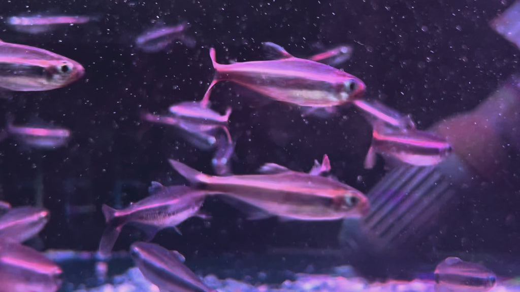 費洛塔金帶燈野生魚群遊實拍 -
AMAZONFISHWAY 魚道