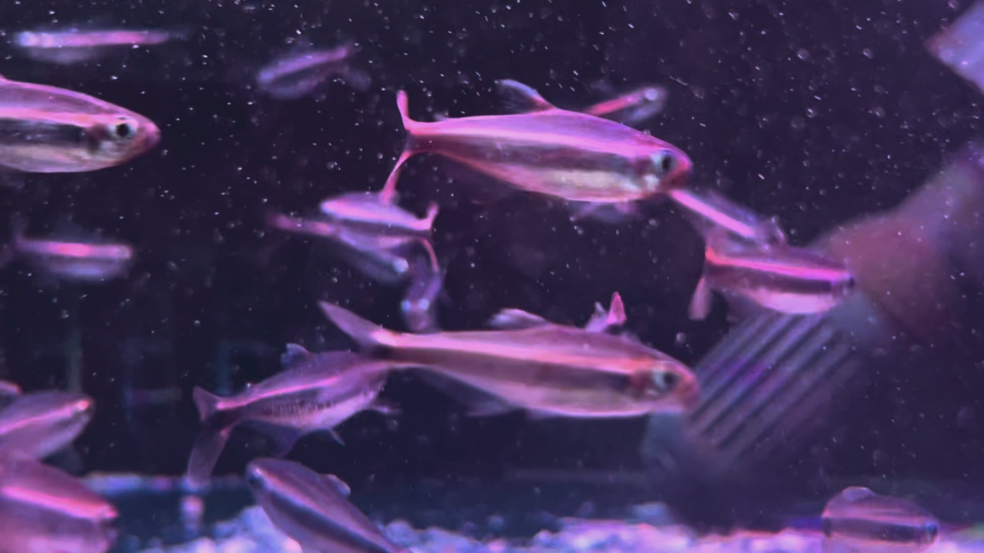 費洛塔金帶燈野生魚群遊實拍 -
AMAZONFISHWAY 魚道