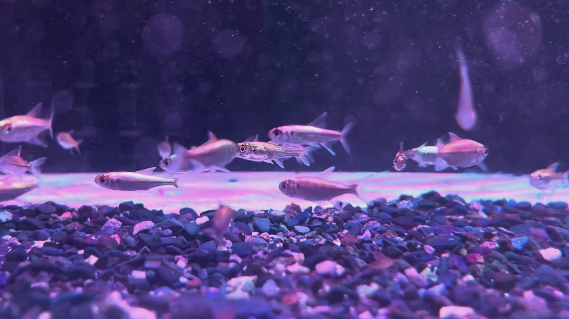白金赤目赤線黑點尾燈野生魚群遊實拍 -
AMAZONFISHWAY 魚道