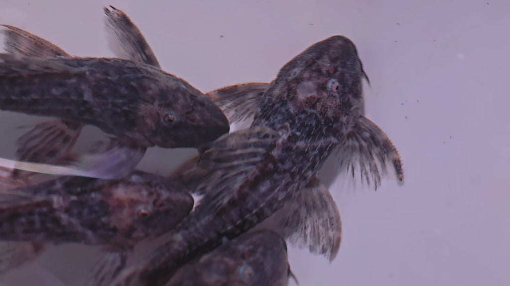L275sp野生魚魚道實拍 