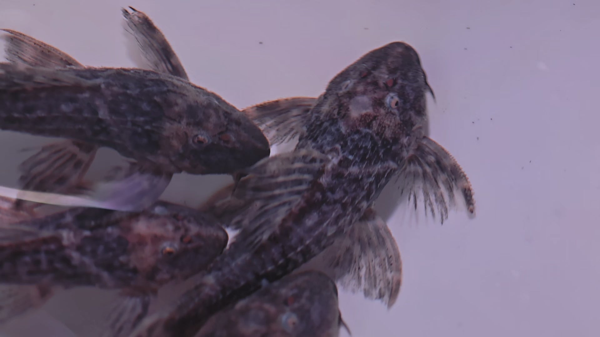 L275sp野生魚魚道實拍 